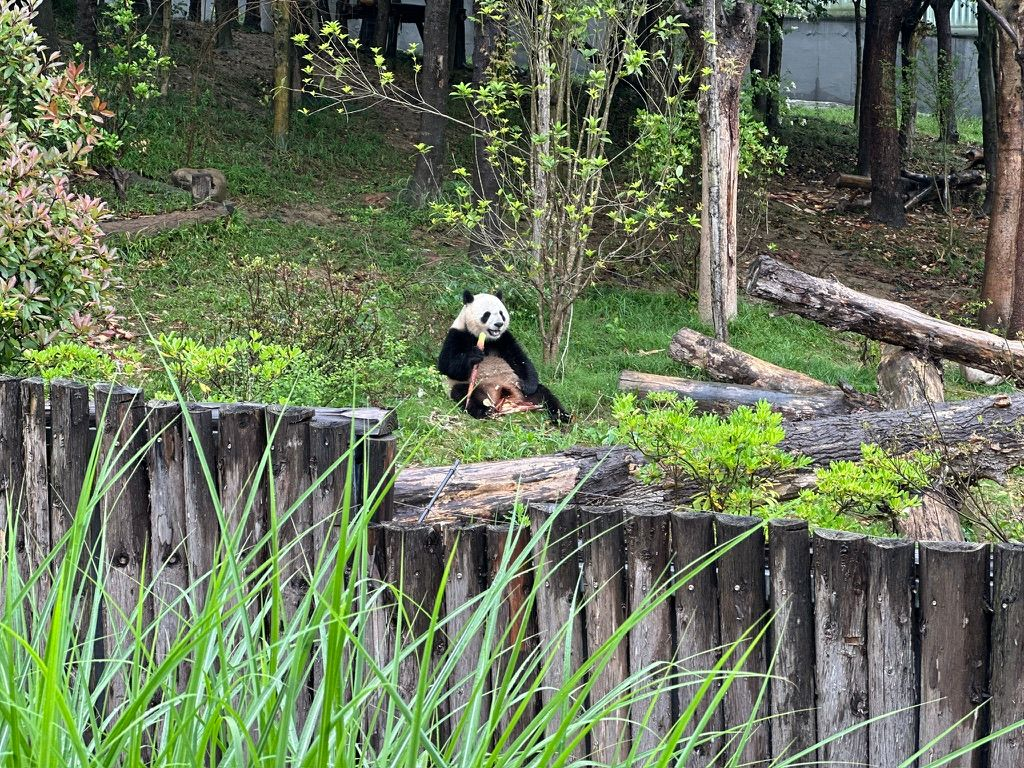 panda